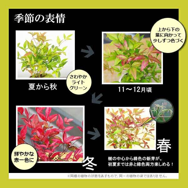 苔玉 十両（ヤブコウジ）の苔玉 南天の苔玉 水引き ピック 長方陶器下皿セット  春から夏には緑色の新葉が秋からは真っ赤な葉 ナンテン 風水 難を転ずる 風水 縁起物 ギフト 贈り物 観葉植物 開運  紅葉 おめでたい 運気を上げる bonsai  風水 なんてん 苔 こけ こけだま
