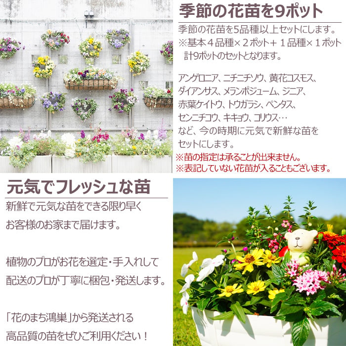 花苗 セット 送料無料 秋 のお花おまかせ9ポット ガーデニングに最適です。 沖縄・離島を除く