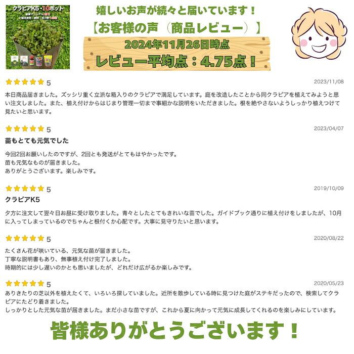 クラピア K5 薄桃品種 10株 土壌改良セット 植栽マニュアル付き 苗10ポット 肥料活力剤土壌改良剤3種 イワダレソウ改良種 グランドカバー 植物 プランツ 薄ピンクの花 庭 屋上緑化 K7と同程度の耐寒性 多年草 地被植物 ほふく性 下草 背が低い 宿根草