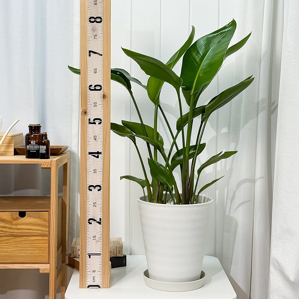PLANCHU 観葉植物 ストレリチア オーガスタ 8号鉢 受け皿付き 育て方