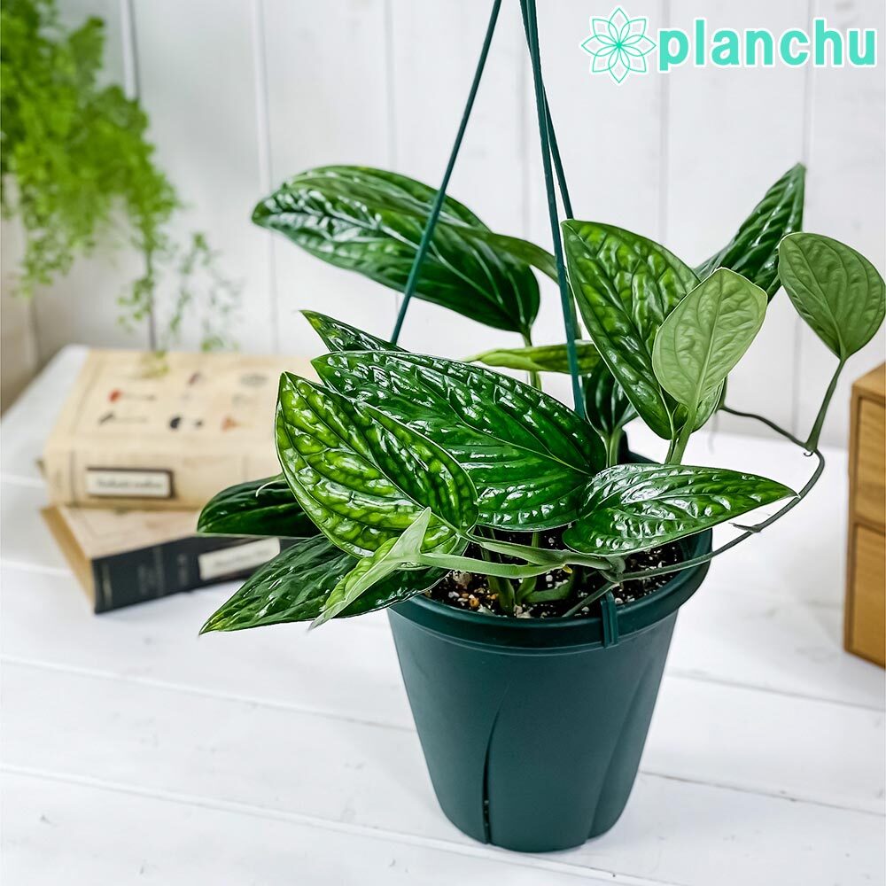 PLANCHU 観葉植物 モンステラ ジェイドシャトルコック 6号吊り鉢 育て