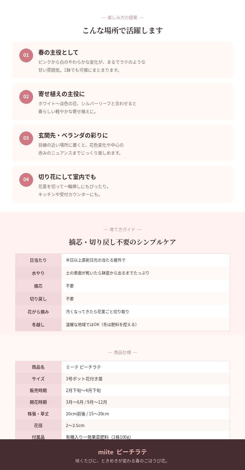 早春苗 ミーテ miite ピーチラテ 肥料付き 3号ポット花付き苗 花の苗 サントリーフラワーズ  ナデシコ属