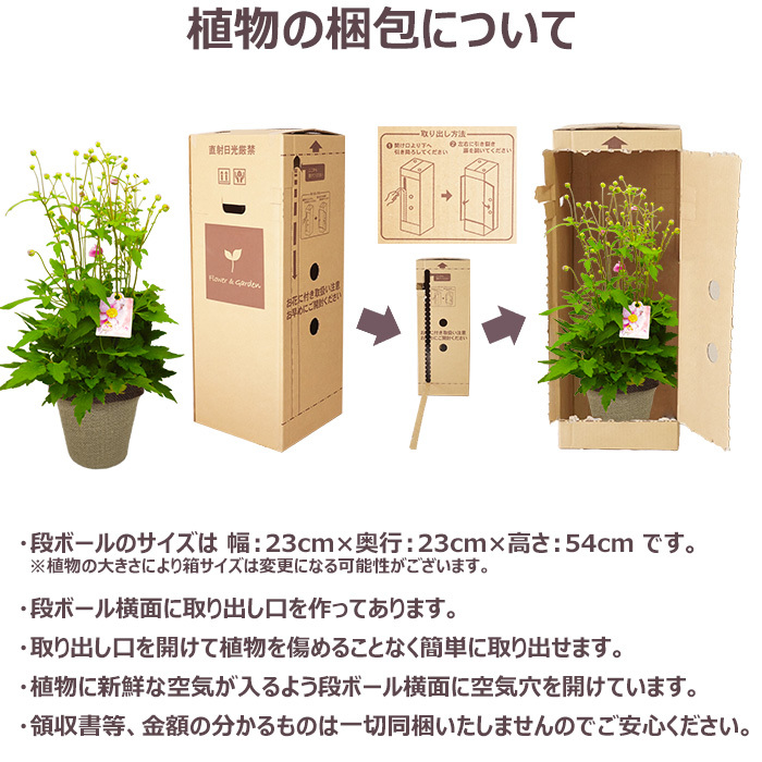 祝 敬老の日 プレゼント ギフト 秋明菊 ももいろブーケ5号 バスケット 9月21日 鉢花 ニオイザクラ 送料無料 沖縄・離島を除く