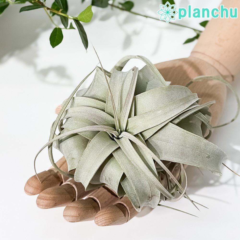 PLANCHU エアプランツ ティランジア キセログラフィカ Sサイズ 1株 W10