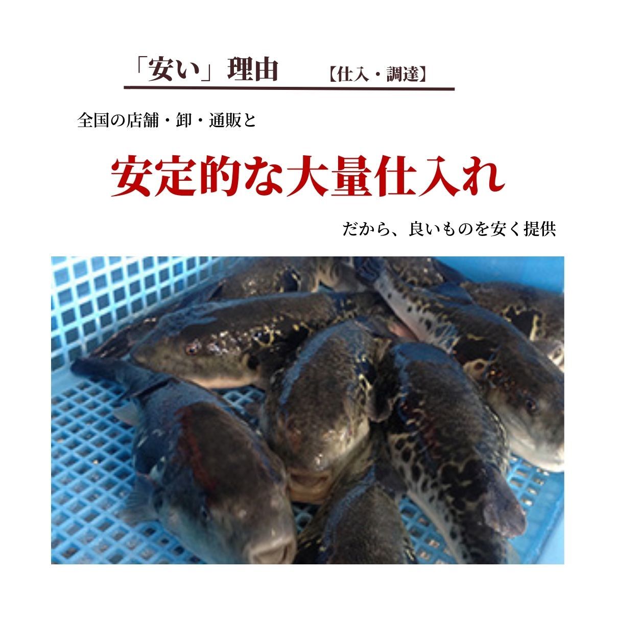 【公式】  【国産とらふぐ×生ズワイガニ】 ふぐ蟹セット　数量限定【日時指定可／熨斗対応可／送料無料】 お歳暮 年末年始 お取り寄せ 家族 親戚 義父母 実家 豪華 贅沢 ご褒美 お返し 感謝 国産 とらふぐ鍋 ふぐ鍋 てっちり かに カニ 蟹 ふぐ とらふぐ 鮮魚 海鮮 お取り寄せ お礼 お返し 慶事 お祝い 玄品ふぐ 玄品 フグ 河豚 トラフグ オリジナルポン酢付き 冷凍 クール便発送