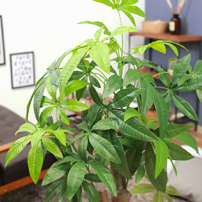 観葉植物 パキラ 朴の木タイプ インテリア ギフト 贈り物 お祝い 開店 開業 開院 移転 引っ越し 父の日 母の日 お誕生日 法人 個人 女性 男性 新築祝い 開店祝い
