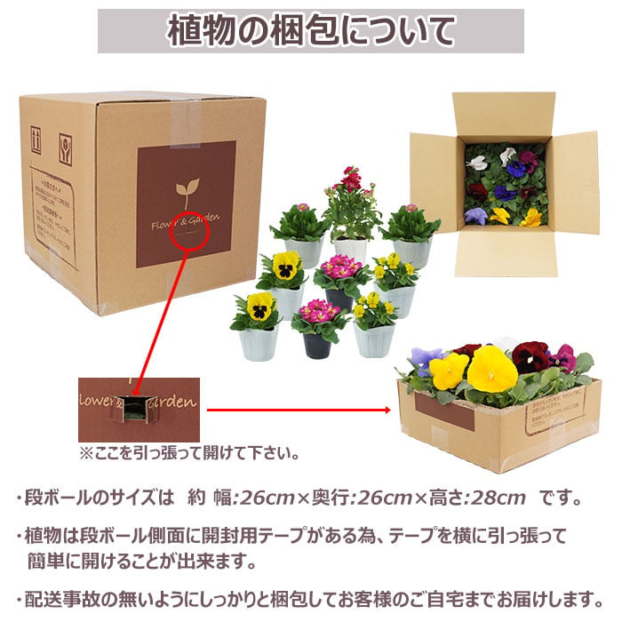花苗 セット 送料無料 秋 のお花おまかせ9ポット ガーデニングに最適です。 沖縄・離島を除く