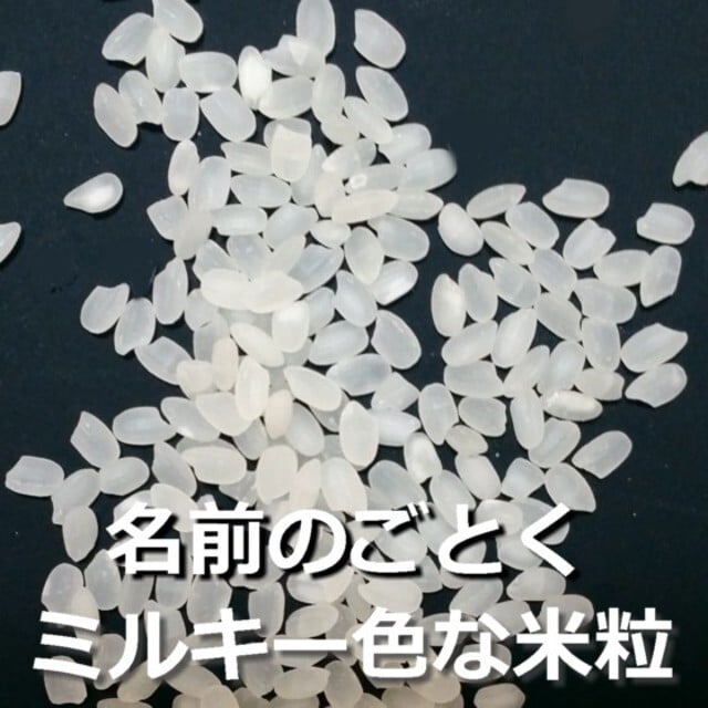 新米 ミルキークイーン お米 米 10kg 送料無料 無洗米 玄米 特別栽培 減農薬 化学肥料最小限 栃木産 2026年産 令和8年産 こめ コメ 産直 限定品 おとりよせ 取寄せ ギフト プレゼント 贈答用 ミルキークィーン 10キロ ご飯 ライス ランキング あす楽 送料込み お祝い 内祝