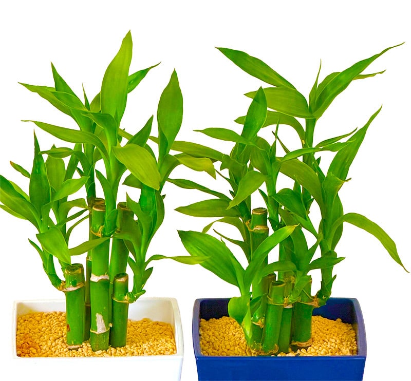 ミリオンバンブー ドラセナ 寄せ植え 幸福の木 職人仕立て 育てやすい観葉植物 空気清浄効果 おしゃれ 本物 室内 カフェ風 初心者向 育てやすい お祝い プレゼント インテリア グリーン ギフト 御祝 新築祝 開店祝 送料無料