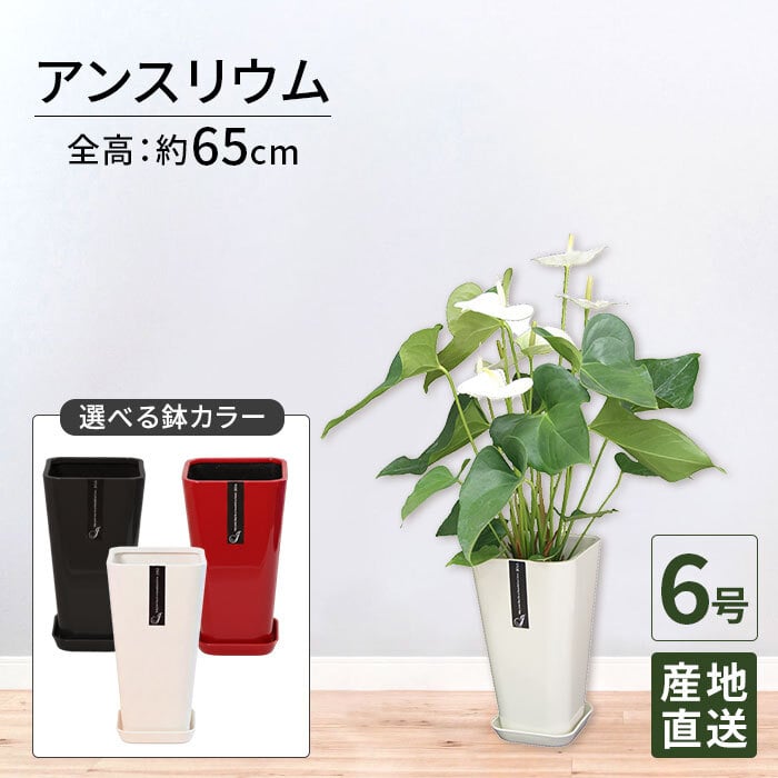 アンスリウム 白 シエラホワイト 6号 カラーポット 高さ約65cm 観葉植物