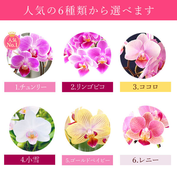 ＼早割！8/31の16時まで／ 敬老の日 ギフト プレゼント 早割 人気 花 生花 蘭 胡蝶蘭 鉢植え ミディ 2.5号 洋蘭園 フラワーギフト バウムクーヘン スイーツ お菓子 洋菓子 花とお菓子 60代 70代 80代 90代 おじいちゃん おばあちゃん 孫 孫から おいもや