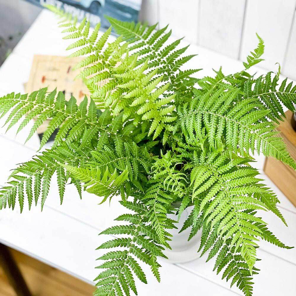 PLANCHU 観葉植物 ディクソニア アンタルクティカ 5号ロング鉢 受け皿