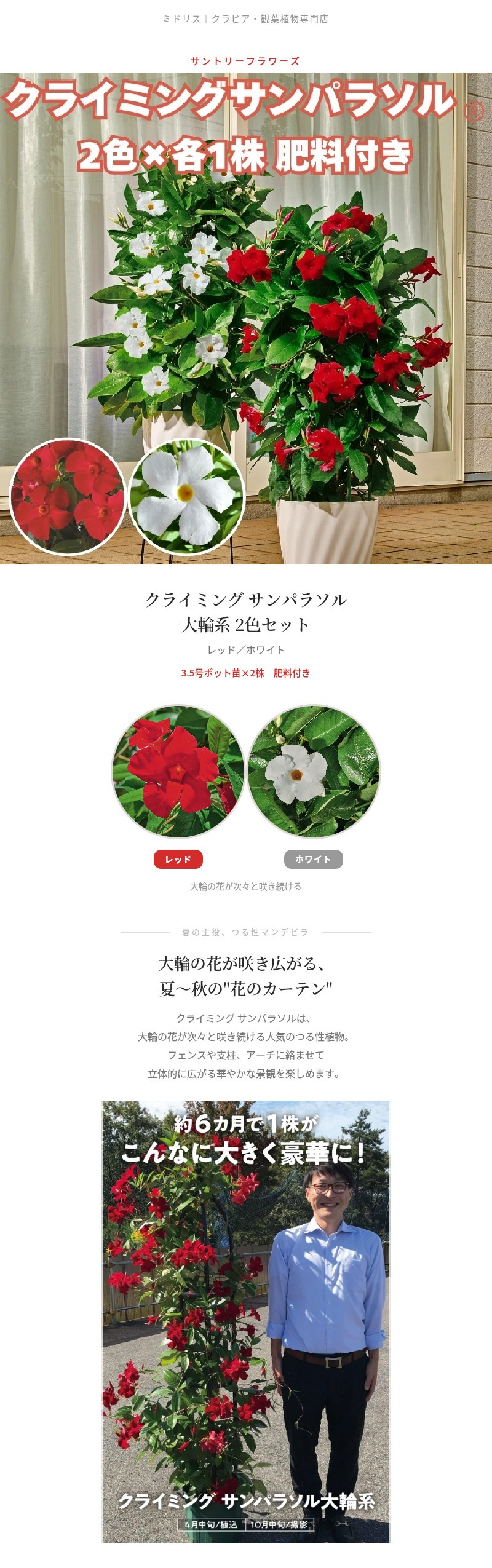 クライミング サンパラソル 大輪系 2色×各1株セット 肥料付き レッド・ホワイト 赤白 3.5号ポット苗 つる性マンデビラ サントリーフラワーズ 夏の花 ガーデニング 鉢植え フェンス アーチ向き