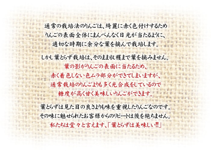 【11月中旬頃発送】一華ベジフル 送料無料 葉とらず サンふじ 家庭用 3C箱(3kg箱:約7～10個入) りんご 青森県産 蜜入りリンゴ 蜜入りりんご 訳あり 葉取らず 林檎 送料無料 ギフト 御歳暮 お歳暮 ギフト お試し フルーツ 果物 クリスマス お正月 2026