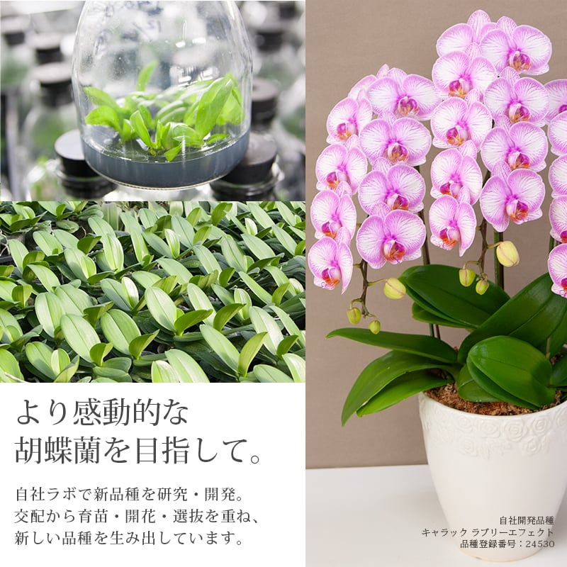 胡蝶蘭 大輪 ３本立ち 蕾含む36輪以上 送料無料 ヤマト [r-tai0009-f] 　開店祝い 開業 誕生日 長寿 結婚記念日 金婚式 お供え花 株主総会 選挙 当選 祈願 仏花 お悔み花 開院 開業 移転 ギフト 贈り物 還暦 古希 喜寿 傘寿 米寿 卒寿 白寿 百寿 御供 受賞 受章 退職 就任 栄転 昇進 昇給 昇格 新築 竣工 落成 新装 周年記念 式典 発表会 集会 内祝 年忌 法要