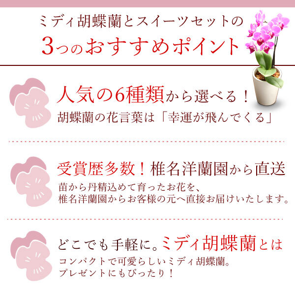 ＼早割！8/31の16時まで／ 敬老の日 ギフト プレゼント 早割 人気 花 生花 蘭 胡蝶蘭 鉢植え ミディ 2.5号 洋蘭園 フラワーギフト バウムクーヘン スイーツ お菓子 洋菓子 花とお菓子 60代 70代 80代 90代 おじいちゃん おばあちゃん 孫 孫から おいもや