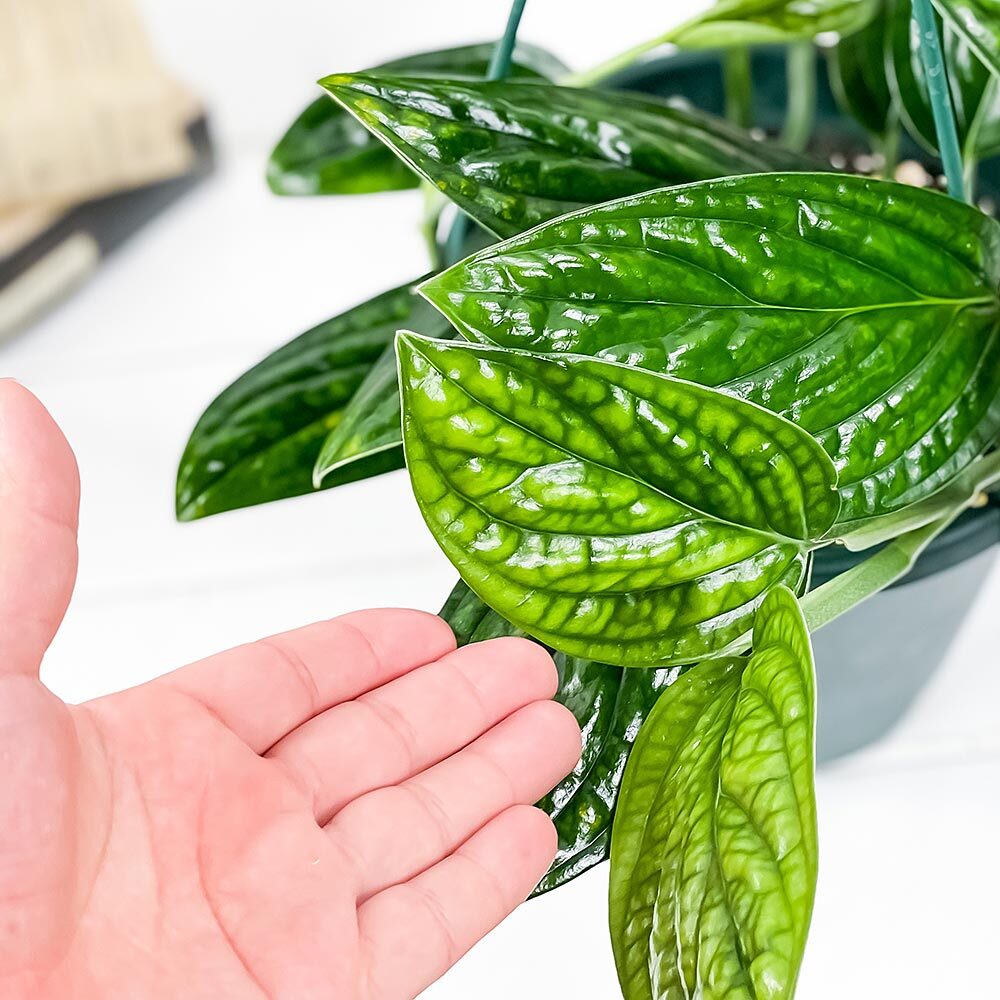 PLANCHU 観葉植物 モンステラ ジェイドシャトルコック 6号吊り鉢 育て