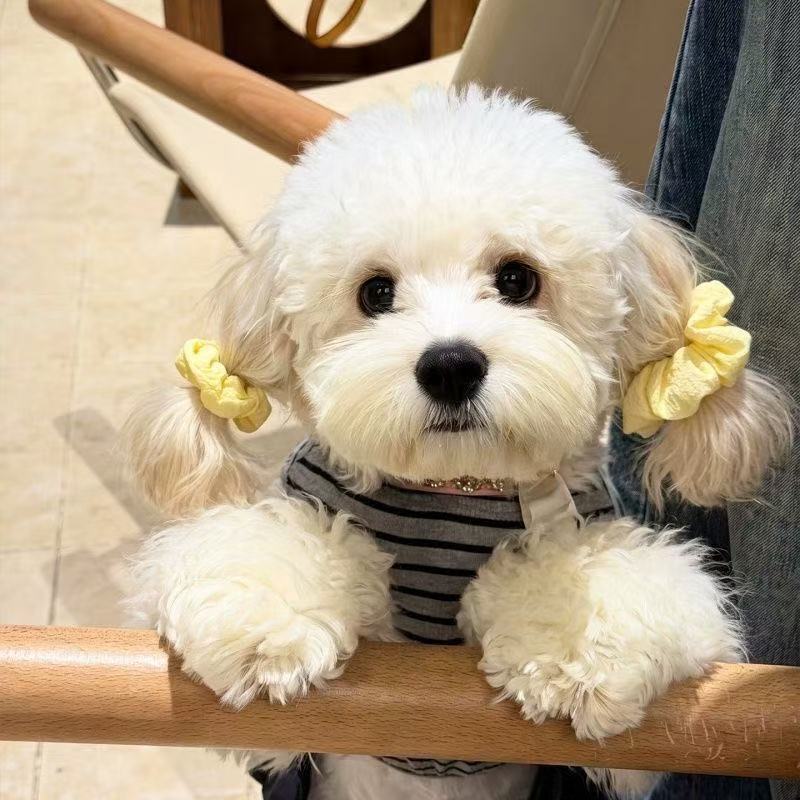 犬用 ヘアゴム 2点セット ペット用 ヘアアクセサリー シュシュ 犬 リボン風 耳飾り ヘアアクセ かわいい 小型犬 ペット用品 おしゃれ イエロー