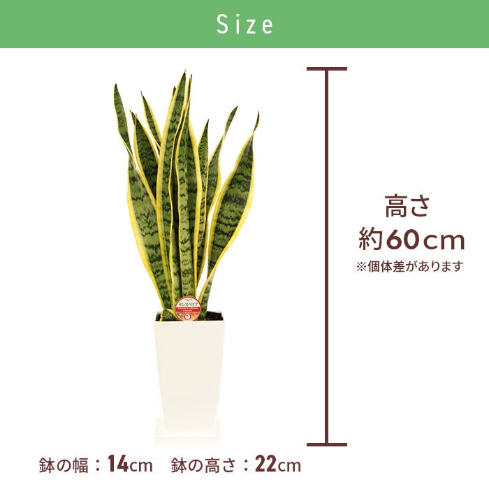 サンスベリア 6号 角プラ 高さ約60cm 観葉植物