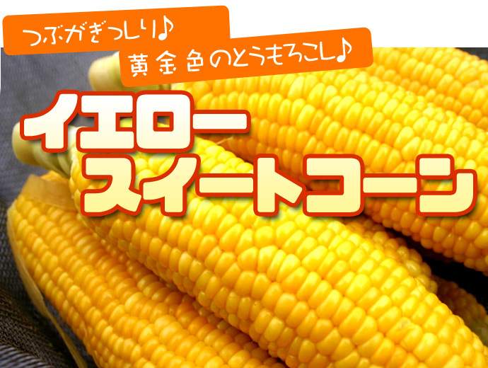 イエロースイートコーン 北海道 とうもろこし 8本入 送料無料 ※沖縄は送料別途加算