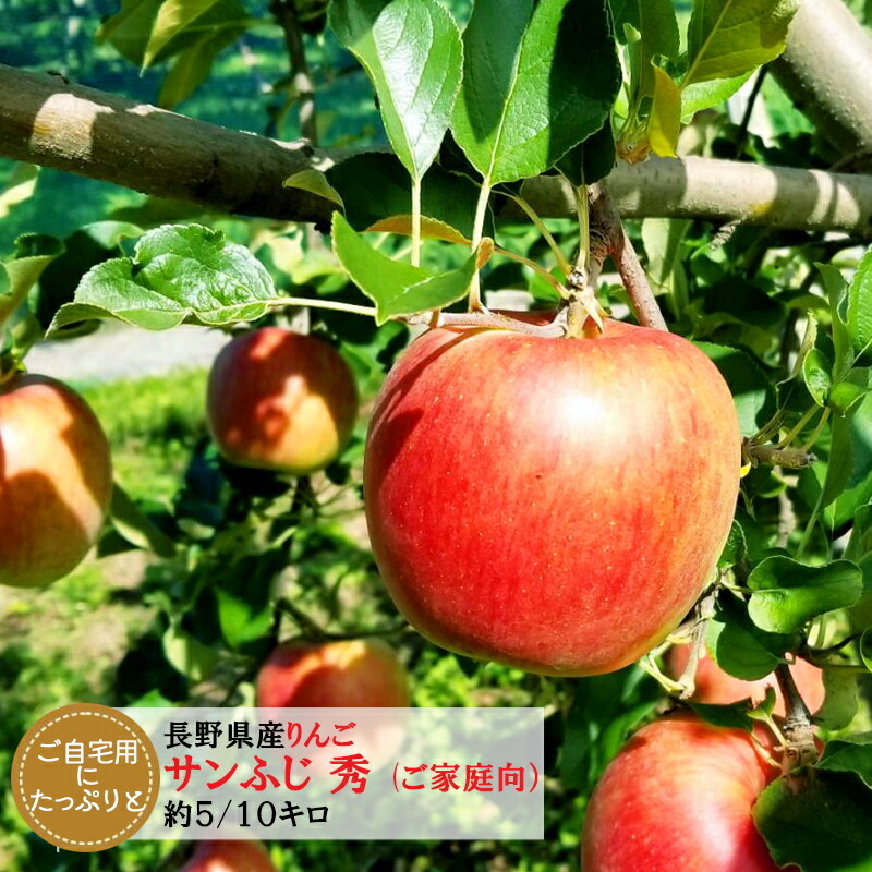 長野県産りんご サンふじ 訳あり 家庭用  長野県産 信州産 ご自宅用 果物 林檎 フルーツ お取り寄せ 産地直送 母の日 父の日 敬老の日 還暦祝い お中元 お歳暮 お祝い ギフト 贈り物 グルメプレゼント 冬ギフト クリスマスプレゼント フルーツ 無添加【送料無料(一部地域除く)】