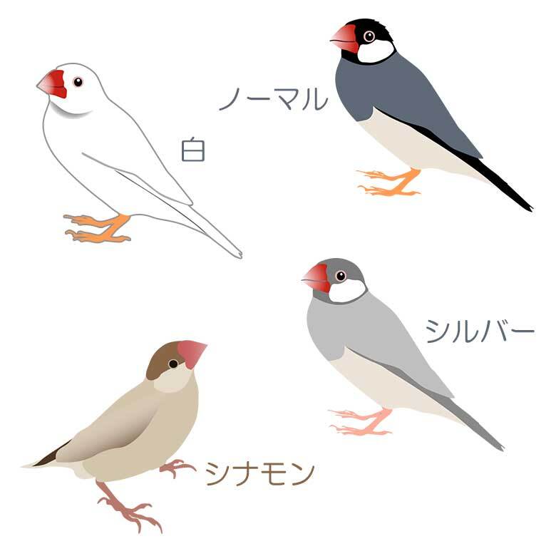 文鳥 ショルダー ステンレスボトル 500ml 保温 保冷 ステンレス 真空 断熱 二重構造 水筒 マイボトル カラビナ ベルト ストラップ オリジナル 鳥 小鳥 ペット