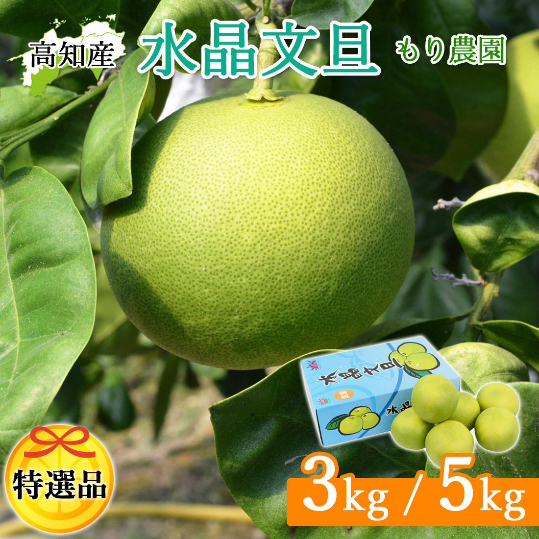 水晶文旦 特選品 3kg 5kg 大玉 家庭用 贈答用 高知県 土佐市産 生産者直送 Aランク 高知産 ハウス栽培 温室栽培 秋文旦 早生ぶんたん 秋の味覚 高級ギフト 化粧箱入り 産地直送 高級フルーツ 柑橘 果物 【送料無料】