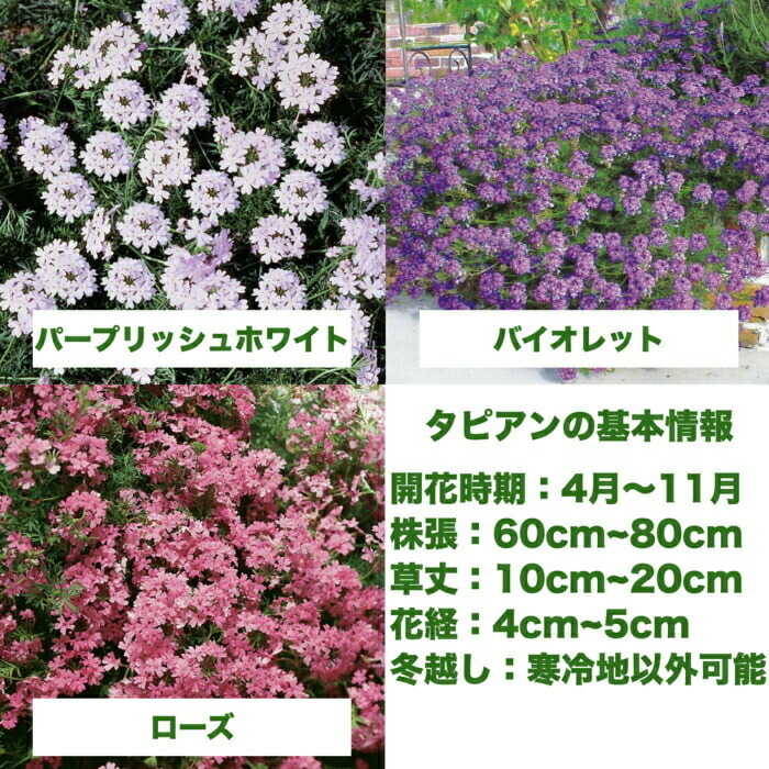 タピアン ローズ 24株 赤品種 9cmポット苗 肥料付き 3号 バーベナ属 サントリーフラワーズ グランドカバー 雑草対策