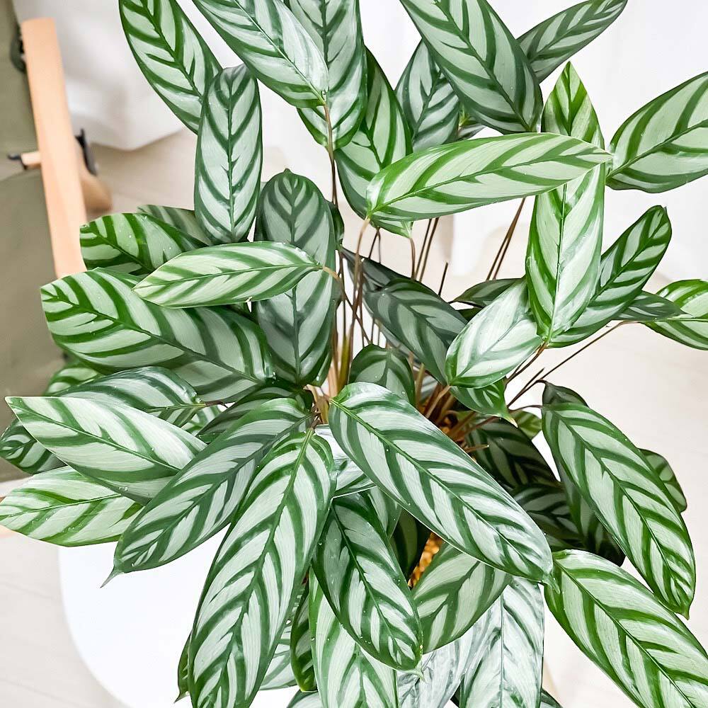 PLANCHU 観葉植物 クテナンテ セトサ 6号鉢 受け皿付き 育て方説明書
