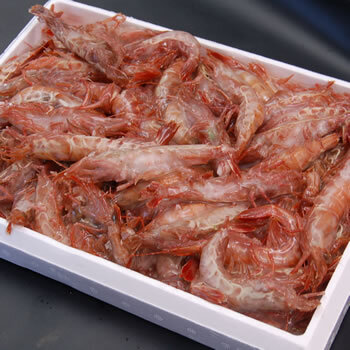 山陰の地エビ「訳あり・ガラエビ/ドロエビ」（船内冷凍） 500ｇ　 送料無料 ※北海道、東北、沖縄は送料別途加算