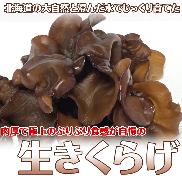 北海道産 朝採り生きくらげ 1kg 菌床栽培・無農薬 ぷりぷり肉質 送料無料 ※沖縄は送料別途加算