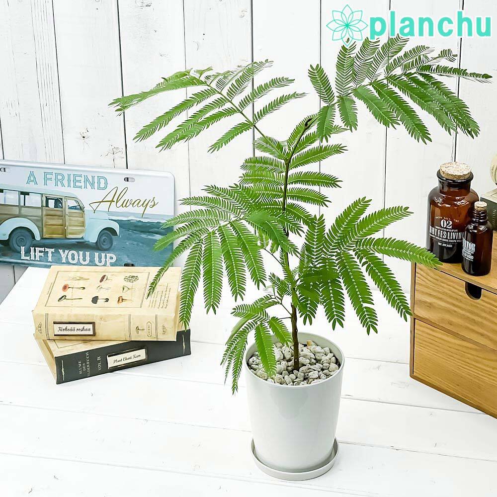 PLANCHU 観葉植物 エバーフレッシュ 4号鉢 受け皿付き 育て方説明書