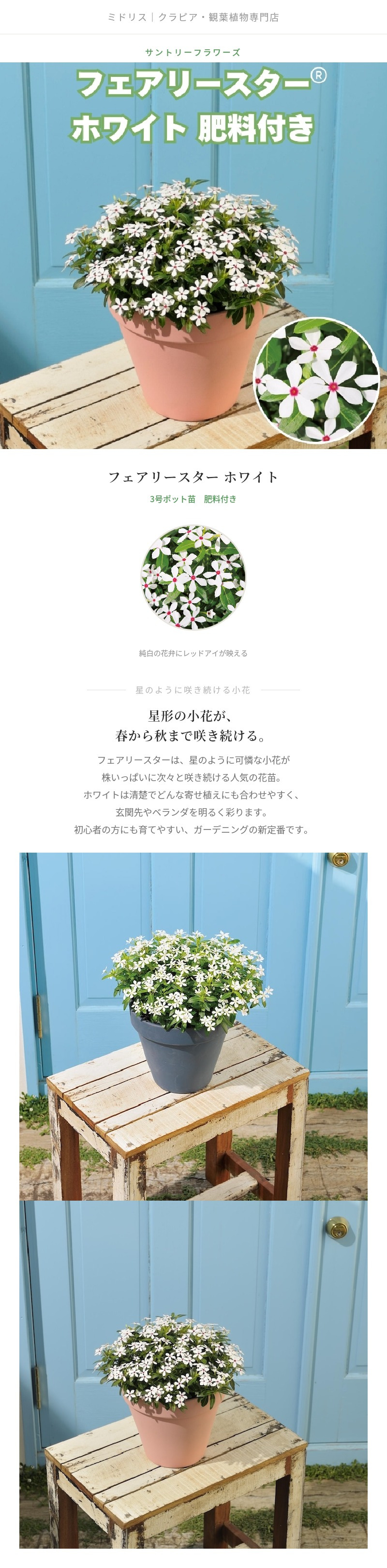 フェアリースター 苗 ホワイト 1株 3号ポット サントリーフラワーズ ｜トレニア｜星形小花が咲き続ける夏の花苗｜鉢植え・花壇におすすめ｜肥料付き ハンギング プランター