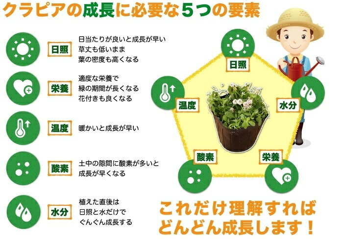 【肥料プレゼント中】 クラピア K5 薄桃品種 9cmポット苗  40鉢セット 植栽マニュアル付き イワダレソウ改良種 グランドカバー 植物 プランツ 薄ピンクの花 庭 屋上 緑化 K7と同程度の耐寒性 多年草 地被植物 ほふく性 下草 背が低い 宿根草 diy ガーデニング