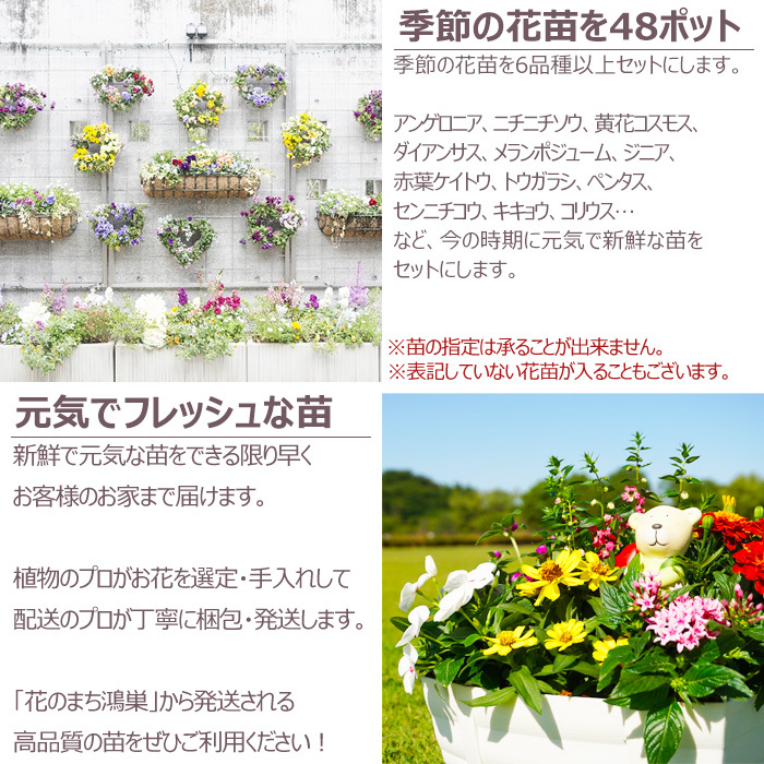 花苗 セット 送料無料 秋 お花おまかせ48ポット ガーデニングに最適です。沖縄・離島を除く