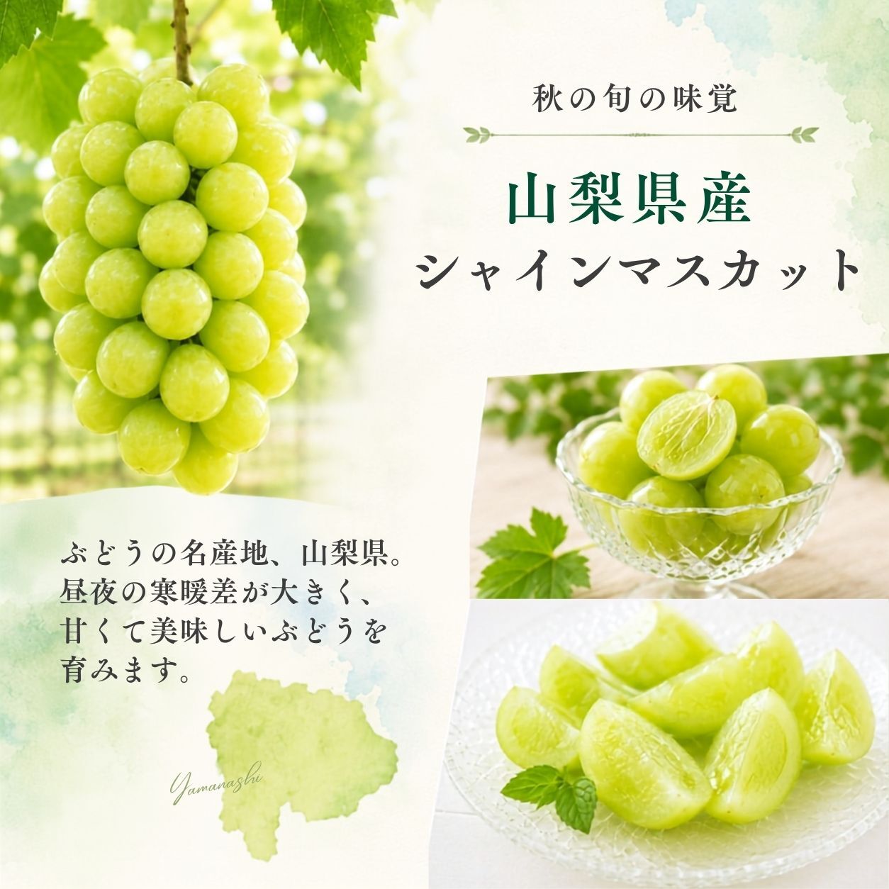 【産地直送】山梨県産 シャインマスカット 秀品｜誕生日・内祝い・秋のフルーツギフト