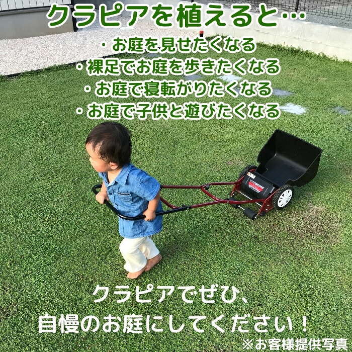 【肥料プレゼント中】 クラピア K3（ピンク）紫品種  9cmポット苗  120鉢セット 有機入り一発果菜肥料1200gと完全植栽マニュアル付き  ピンク色 桃色 イワダレソウ改良種  グランドカバー プランツ 雑草対策 庭 ガーデニング diy ガーデン  K7と同等の耐病性 多年草 植物