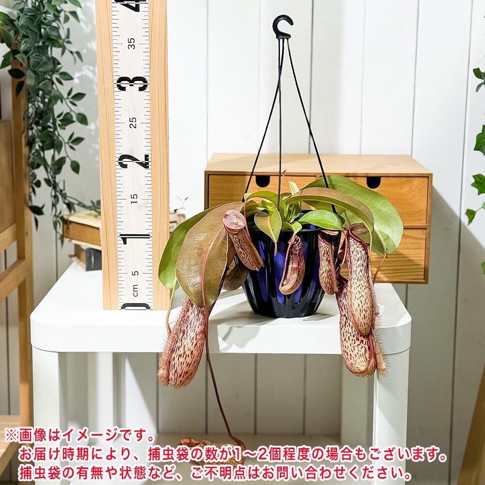PLANCHU 食虫植物 ネペンテス ミランダ 5号吊り鉢 育て方説明書付き