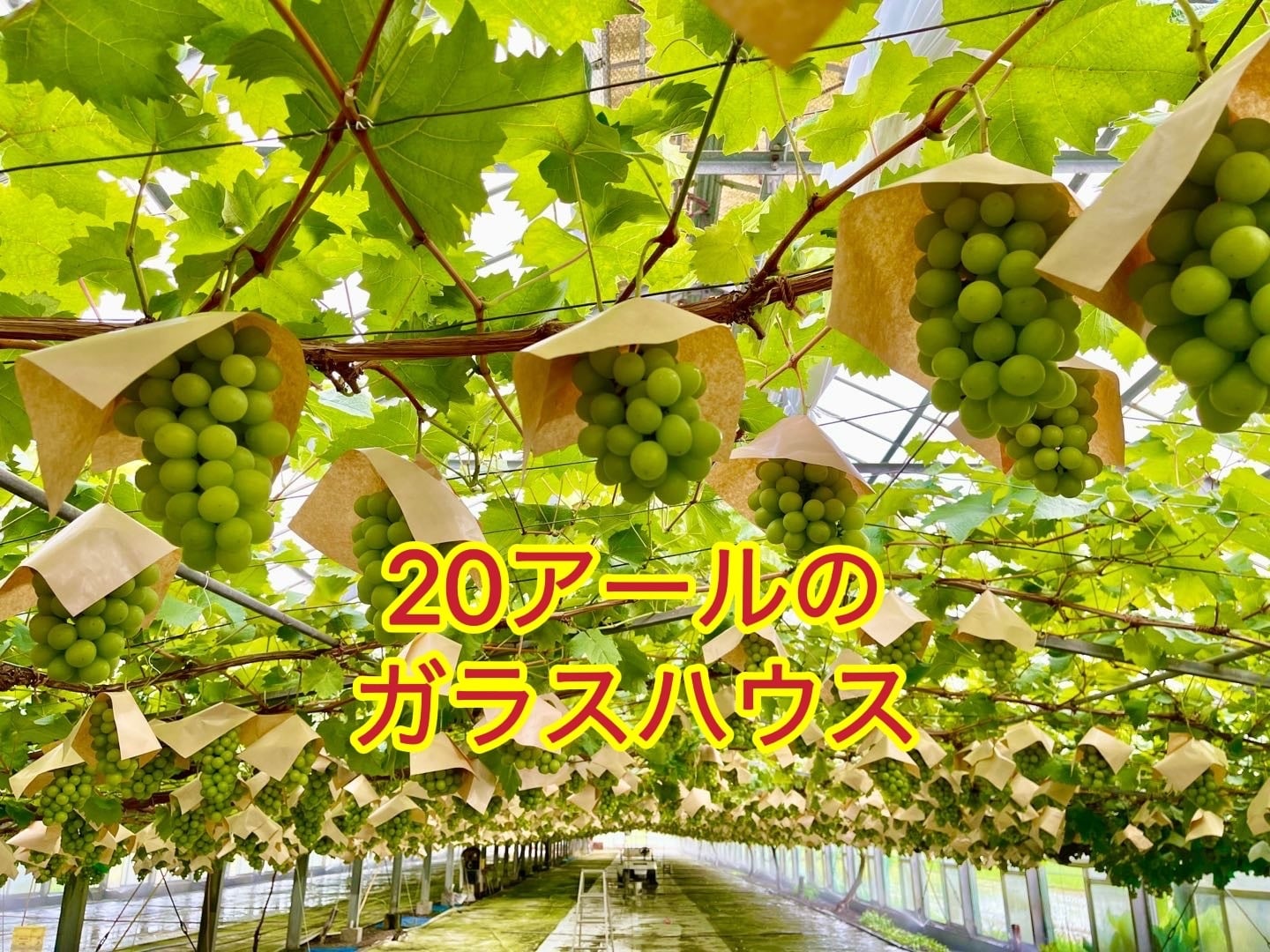 【予約】岡山県産 ぶどう 宝石箱 シャインマスカット ハート形贈答用化粧箱 レッドリボン 厳選秀品 大粒 国産 プレゼント フルーツ