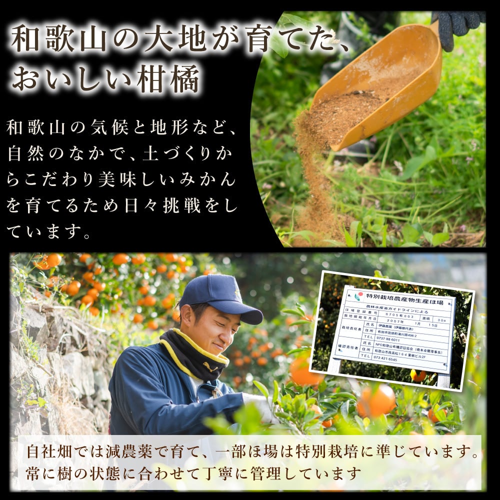 みかん 2.5kg 贈答用 秀品 特選 送料無料 和歌山 M L 伊藤農園 大玉 中玉 手詰め 有田みかん 温州みかん 果物 出産内祝い 贈答 ギフト 誕生日 結婚祝い 出産祝い 内祝い ギフト