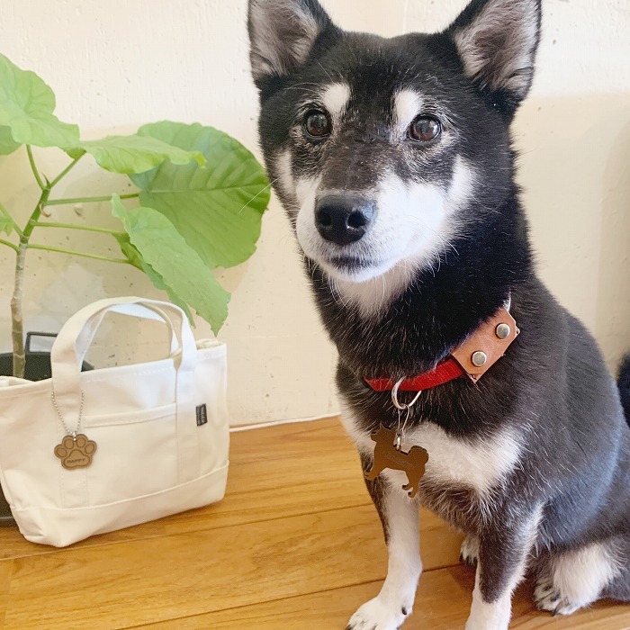迷子札 アクリル 軽量 犬型 肉球 金 銀 シルバー ゴールド ネームタグ ペット ネームプレート 名札 ドッグタグ 名入れ 名前入れ 電話番号 いぬ イヌ 超軽量 ネーム入り トイプードル チワワ ダックス シュナウザー 柴犬 その他犬用品 その他猫用品