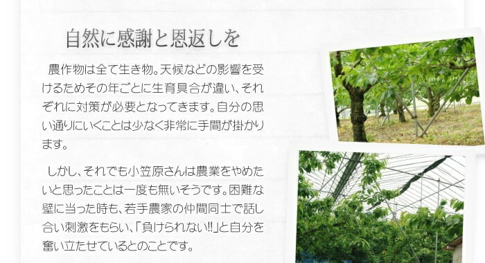 １０月下旬頃から発送開始　青森りんご 紅玉 こうぎょく ●家庭用10C箱(10kg箱:約36～50個入)
