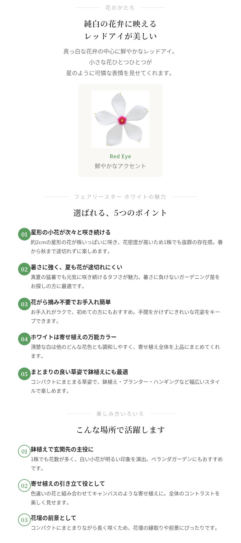 フェアリースター 苗 ホワイト 1株 3号ポット サントリーフラワーズ ｜トレニア｜星形小花が咲き続ける夏の花苗｜鉢植え・花壇におすすめ｜肥料付き ハンギング プランター