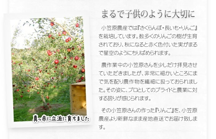 １０月下旬頃から発送開始　青森りんご 紅玉 こうぎょく ●家庭用10C箱(10kg箱:約36～50個入)