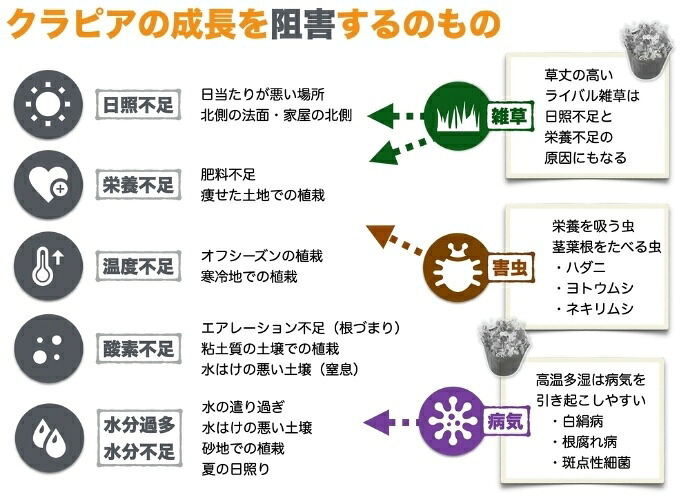 【肥料プレゼント中】 クラピア K5 薄桃品種  9cmポット苗  400株 有機入り一発果菜肥料3200gと植栽マニュアル付き イワダレソウ改良種 グランドカバー 植物 プランツ 薄ピンクの花 庭 屋上緑化 K7と同程度の耐寒性 多年草 地被植物 ほふく性 下草 背が低い 宿根草