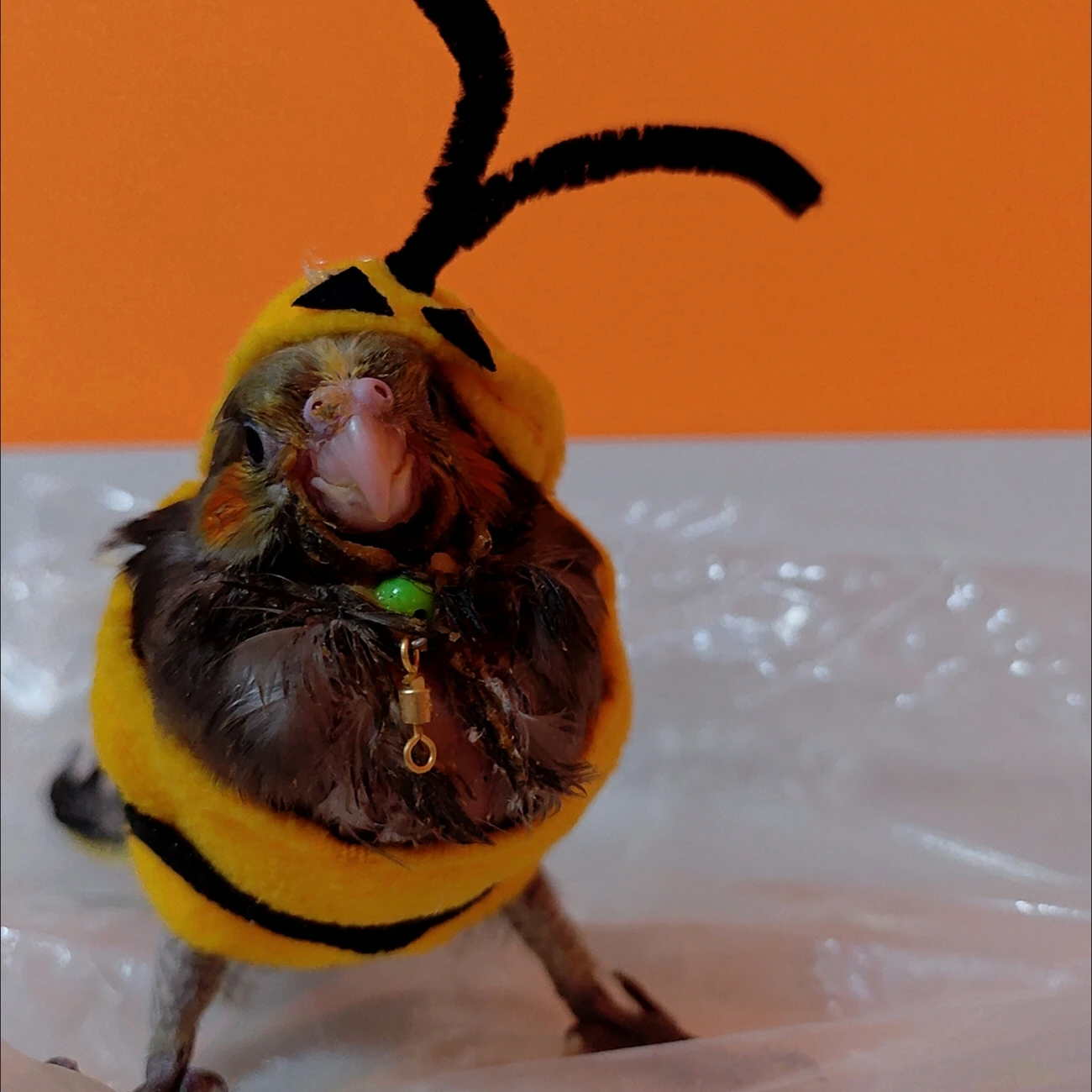 インコ 服 鳥用 コスチューム ミツバチ 着ぐるみ ペットウェア かわいい 仮装 コスプレ 小鳥 オカメインコ セキセイインコ 撮影 小物 おしゃれ 秋 冬 ハロウィン 記念写真 プレゼント