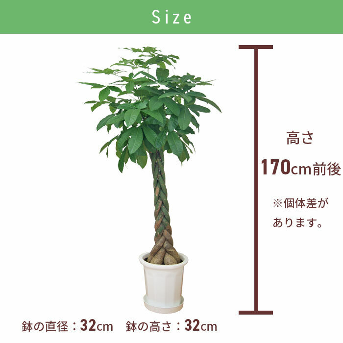 パキラ 10号 尺プラ 高さ約170cm 観葉植物 幸福の木