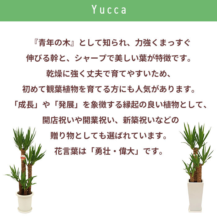 ユッカ 7号 丸プラ 高さ約85cm 観葉植物 青年の木