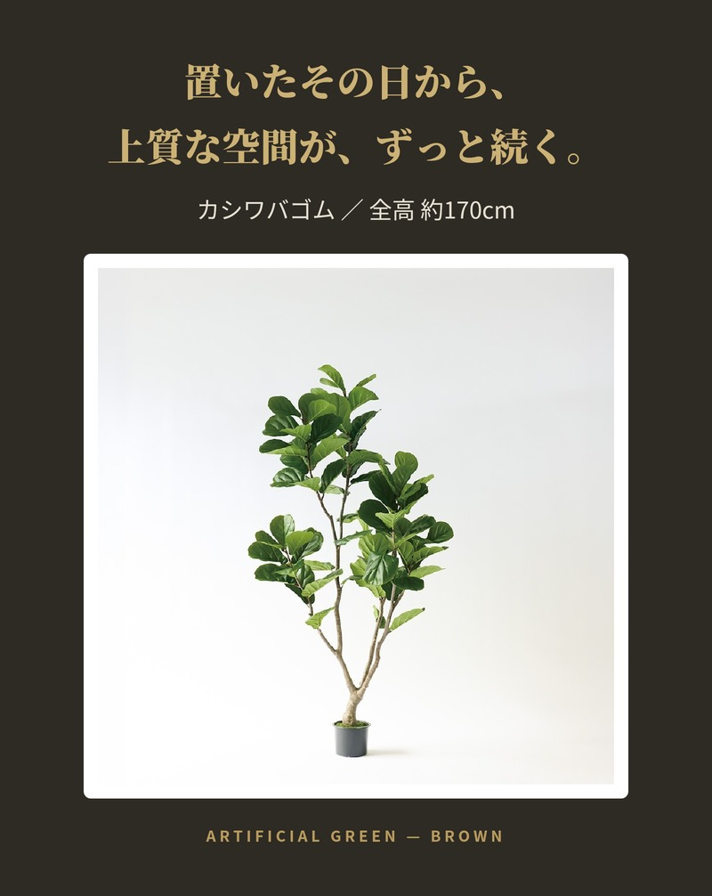 観葉植物 造花 カシワバゴム BROWN 全高約170cm 大型 株立ち フェイクグリーン 高級 本物そっくり リアル おしゃれ ナチュラル インテリア 人工観葉植物 アーティフィシャルグリーン オフィス 店舗 ホテル 開店祝い 室内 リビング 玄関 風水 ゴムの木