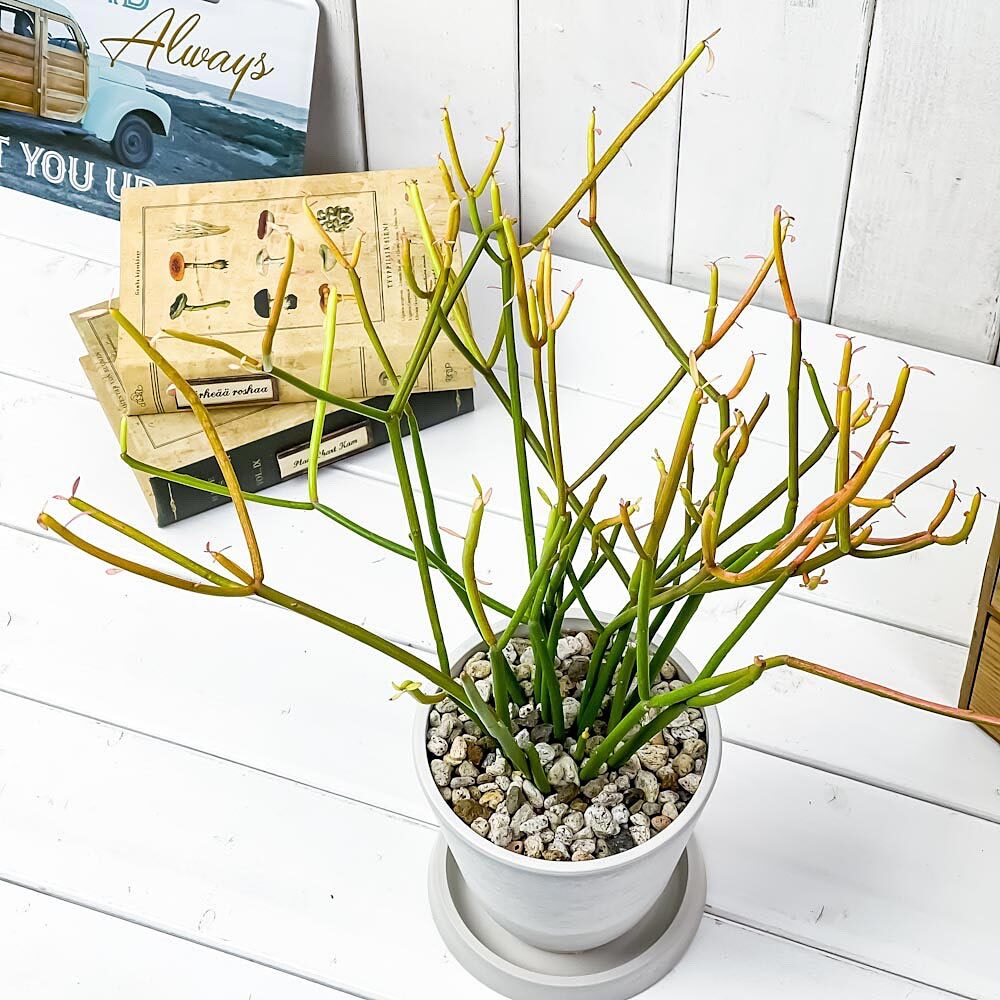 PLANCHU 多肉植物 ユーフォルビア ファイヤースティック 4号樹脂鉢
